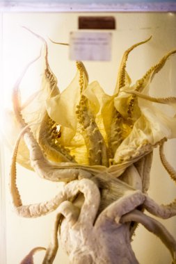 Londra, İngiltere - 27 Temmuz 2015: Doğal Tarih Müzesi - korunmuş hayvanlar ve türler, laboratuvar ayrıntıları