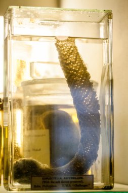 Londra, İngiltere - 27 Temmuz 2015: Doğal Tarih Müzesi - korunmuş hayvanlar ve türler, laboratuvar ayrıntıları