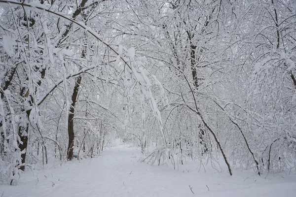 Sneeuwt landschap in het park — Stockfoto