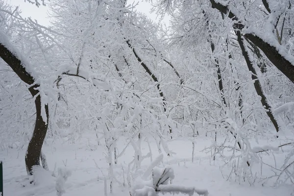 Snöar landskap i parken — Φωτογραφία Αρχείου