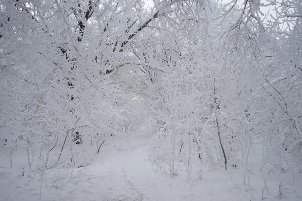 Paisagem nevando no parque — Fotografia de Stock