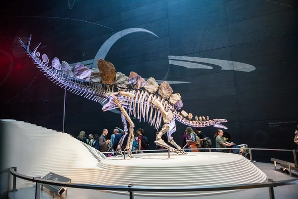 LONDON, UK - JULY 27, 2015: Natural History museum - The most complete stegosaurus — Stock Photo, Image