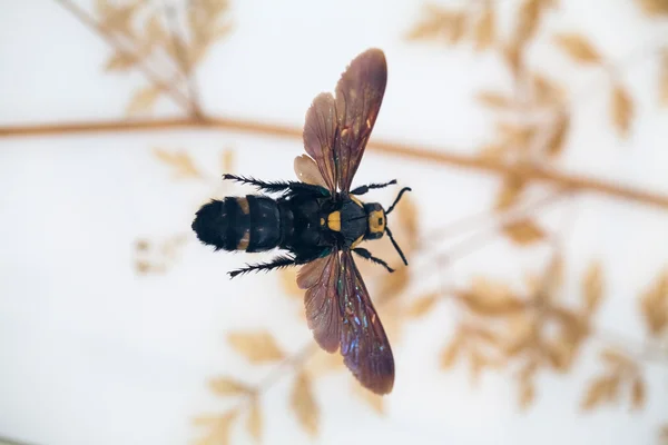 London, Velká Británie - 27 července 2015: přírodovědné muzeum - hmyz v sekci Cocoon — Stock fotografie