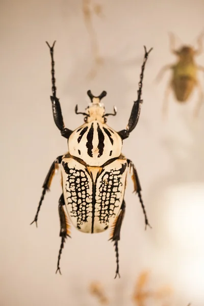 LONDRES, Reino Unido - 27 de julio de 2015: Museo de Historia Natural - Insectos en la sección Cocoon — Foto de Stock