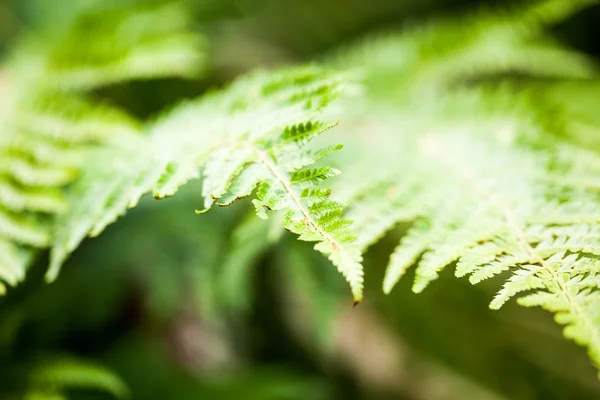 Resumen verde con textura de hoja — Foto de Stock