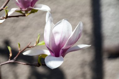 Manolya - ayrıntılarla güzel çiçekler