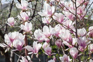 Manolya - ayrıntılarla güzel çiçekler