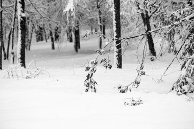 Peyzaj Park kar yağışı 