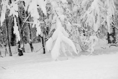 Peyzaj Park kar yağışı 