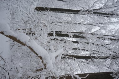 Peyzaj Park kar yağışı 