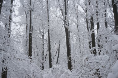 Peyzaj Park kar yağışı 