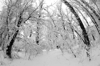 Peyzaj Park kar yağışı 