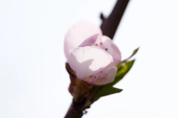 Peach tree beautiful flowers and bee — Stock Photo, Image
