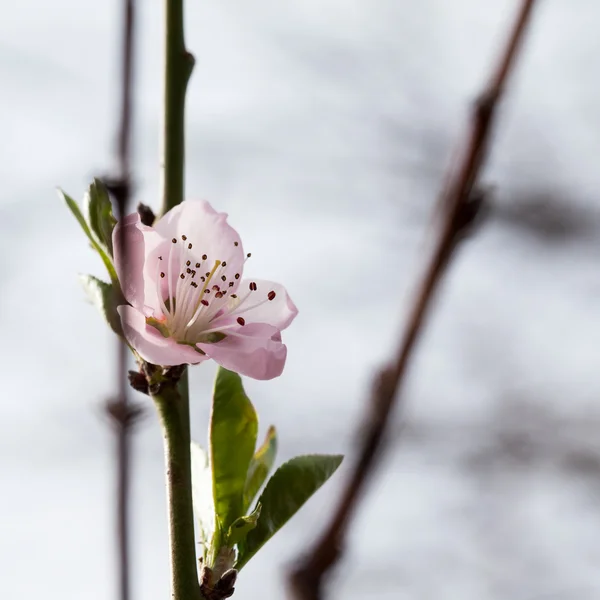 Персиковое дерево красивые цветы и пчела — стоковое фото