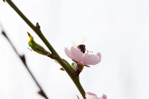 Peach tree beautiful flowers and bee — Stock Photo, Image