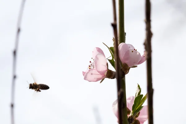 Őszibarack fa szép virág és a méh — Stock Fotó