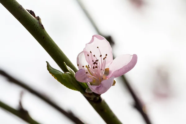 Персикове дерево красиві квіти і бджола — стокове фото