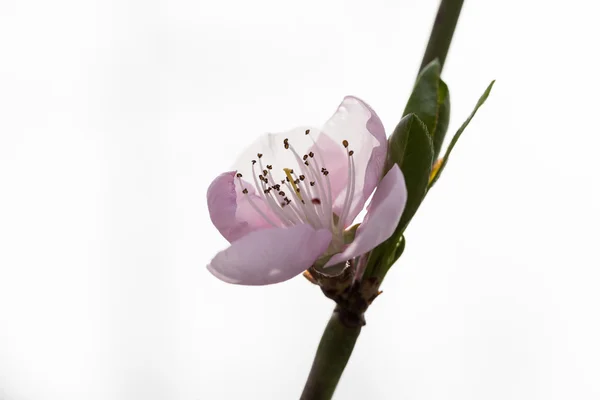 桃の木の美しい花とミツバチ — ストック写真