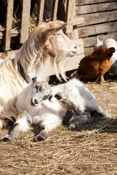 Goat family resting in the backyard — Stock Photo, Image