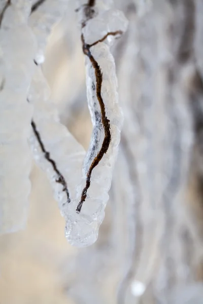 氷としだれ柳の木につらら — ストック写真