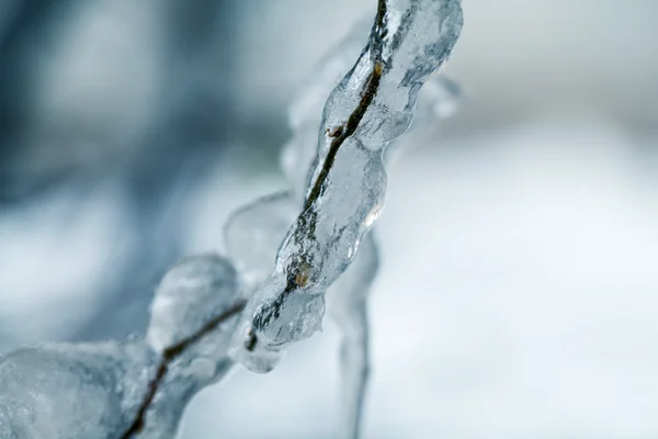 Ice and icicles on a weeping willow tree — Stock Photo, Image