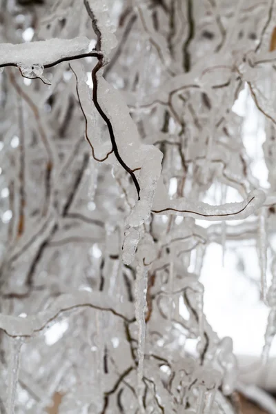 Ghiaccio e ghiaccioli su un salice piangente — Foto Stock