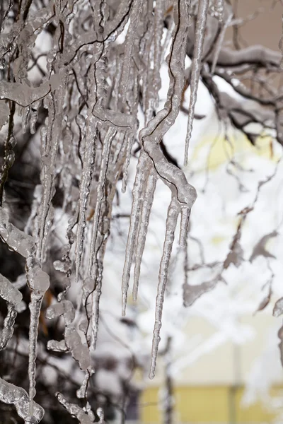 Ice and icicles on a weeping willow tree — Stock Photo, Image