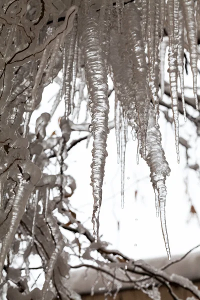 Ice and icicles on a weeping willow tree — Stock Photo, Image