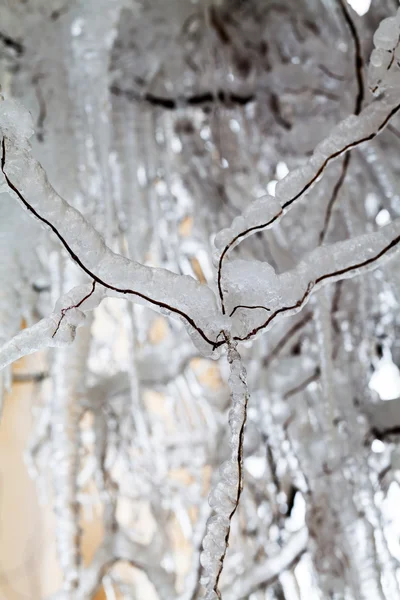 Glace et glaçons sur un saule pleureur — Photo