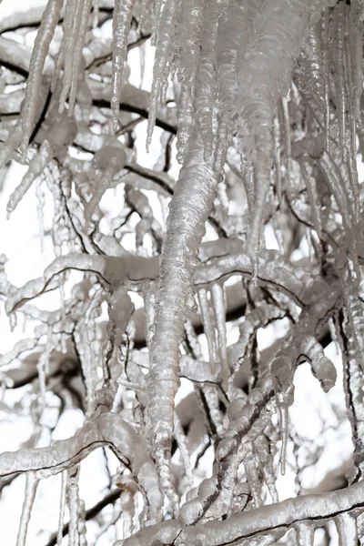 Ice and icicles on a weeping willow tree — Stock Photo, Image