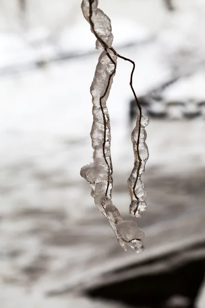 Eis und Eiszapfen auf einer Trauerweide — Stockfoto