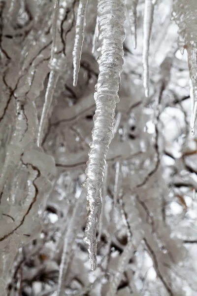 Gelo e gelo num salgueiro chorão — Fotografia de Stock