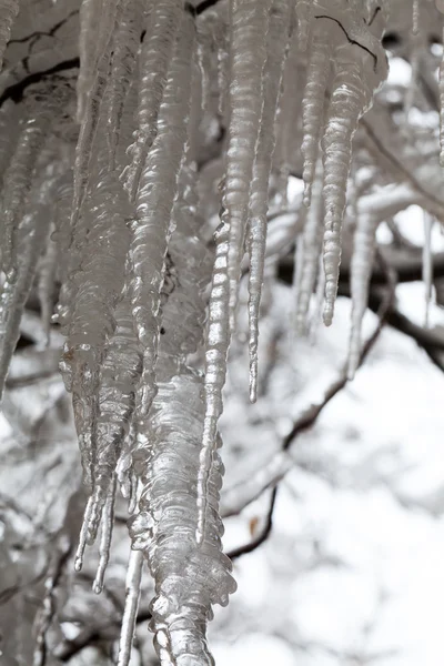 Ice and icicles on a weeping willow tree — Stock Photo, Image