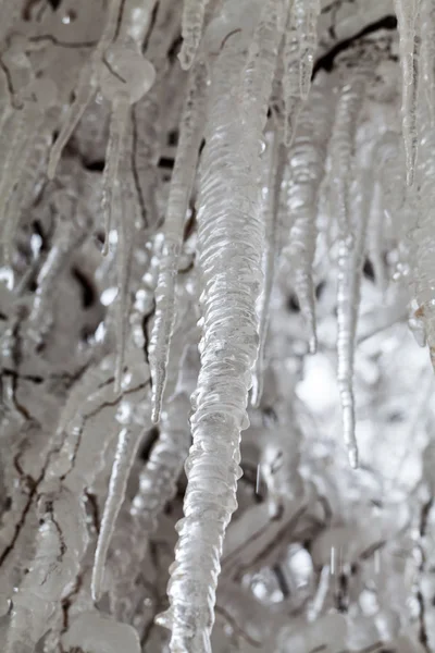 Gelo e gelo num salgueiro chorão — Fotografia de Stock