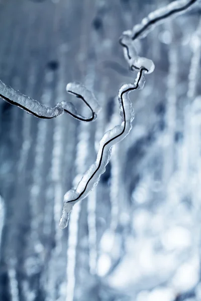 Hielo y carámbanos en un sauce llorón — Foto de Stock