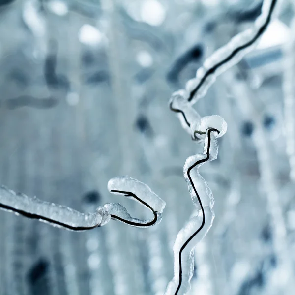 Glace et glaçons sur un saule pleureur — Photo