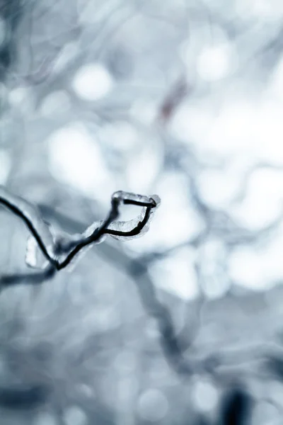 Ghiaccio e ghiaccioli su un salice piangente — Foto Stock