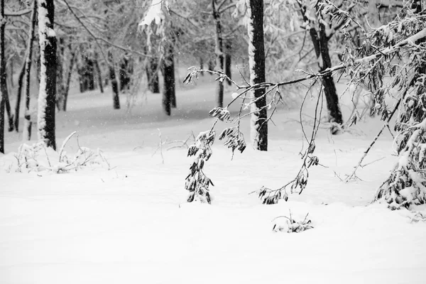 Paisagem nevando no parque — Fotografia de Stock