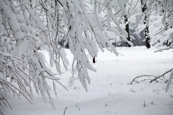 Paisagem nevando no parque — Fotografia de Stock