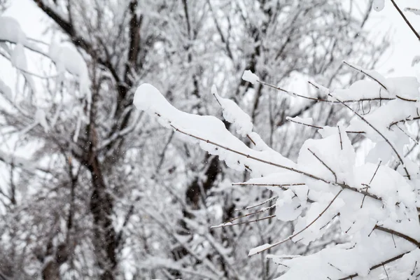 Snöar landskap i parken — Stockfoto