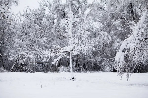 Snöar landskap i parken — Φωτογραφία Αρχείου