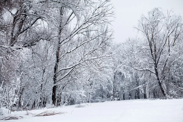 Snöar landskap i parken — Φωτογραφία Αρχείου