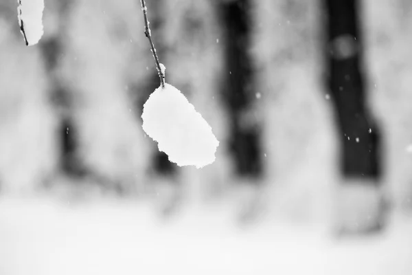 Paisagem nevando no parque — Fotografia de Stock