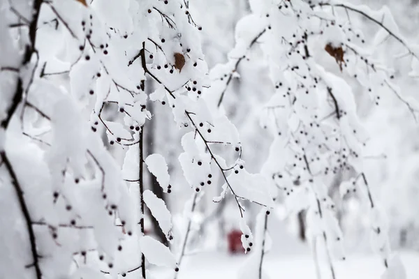 下雪在公园里的景观 — 图库照片