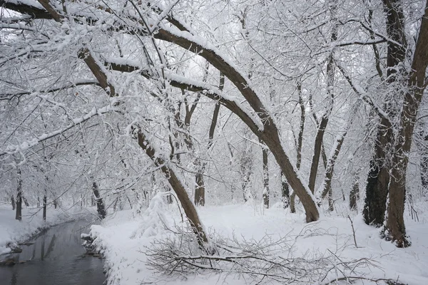 Nieva el paisaje en el parque — Foto de Stock