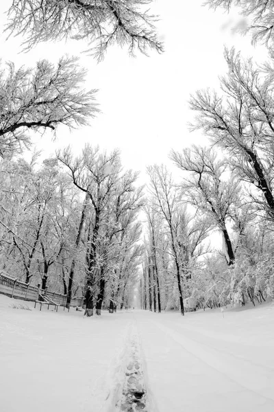 Paysage de neige dans le parc — Photo