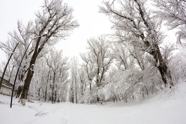 Paysage de neige dans le parc — Photo