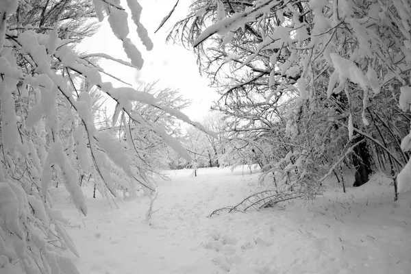 Paisagem nevando no parque — Fotografia de Stock