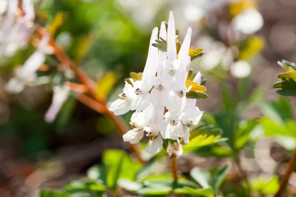 有自然背景的紫色和白色花的错开杂草 (corydalis) 植物 — 图库照片