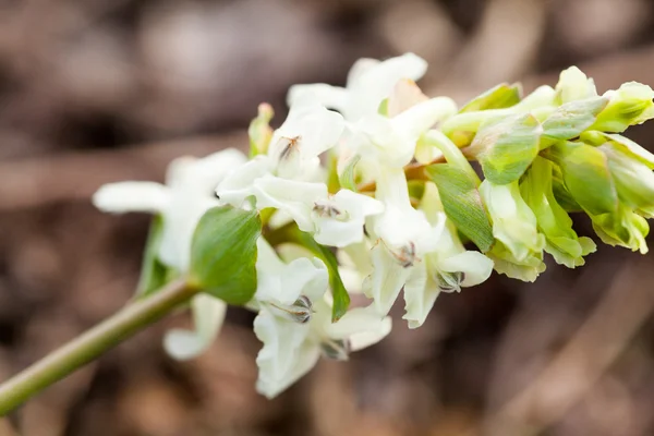 Stagger erva daninha (Corydalis cava) planta com flores roxas e brancas com fundo natural — Fotografia de Stock